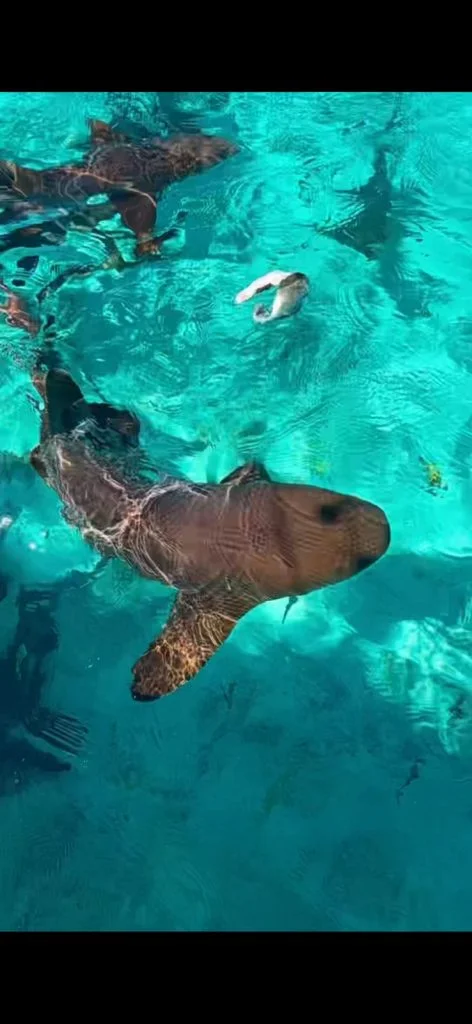 Nurse sharks moving through the turquoise shallows