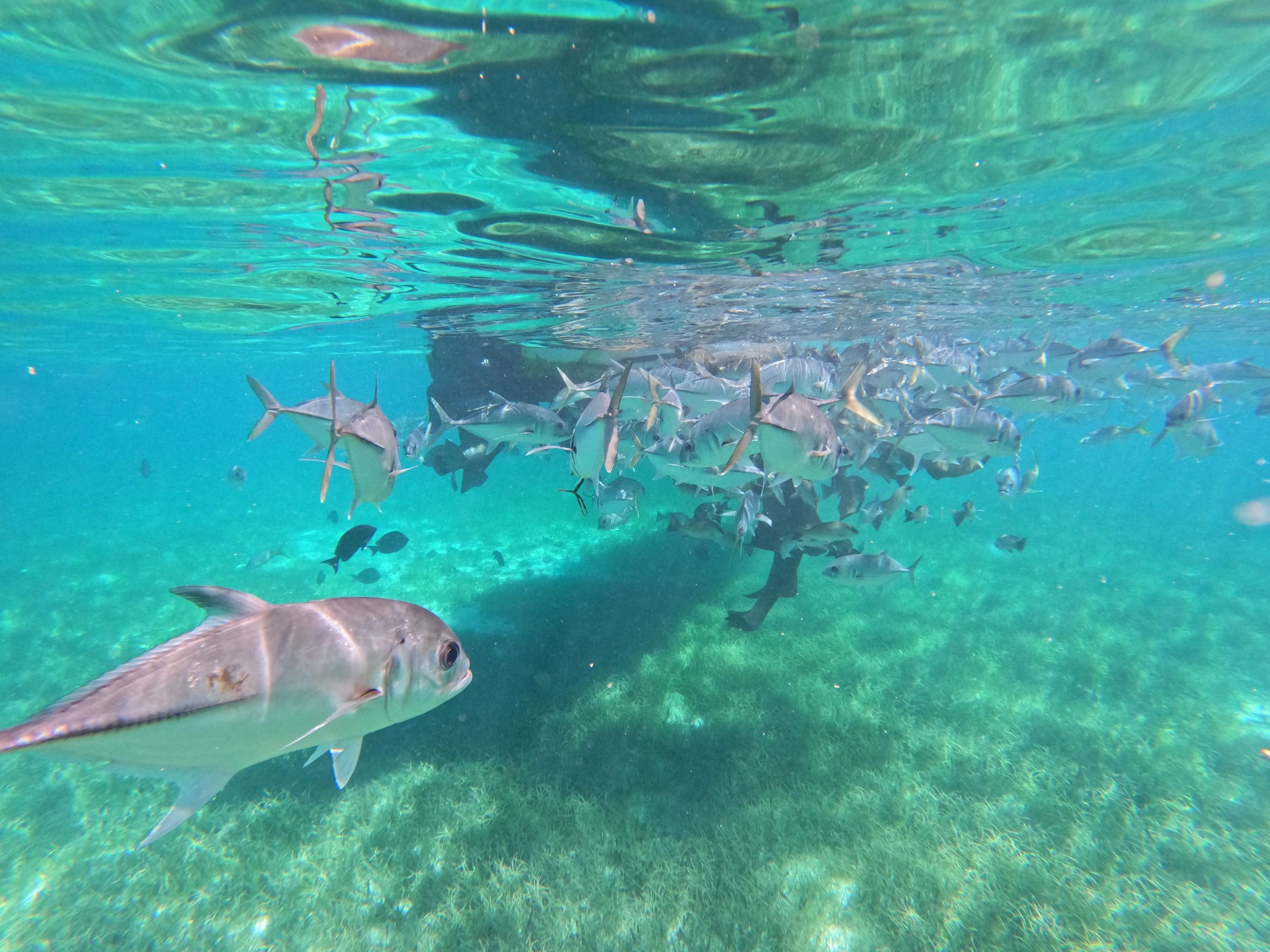 Nurse sharks and fish in the clear Belize reef waters