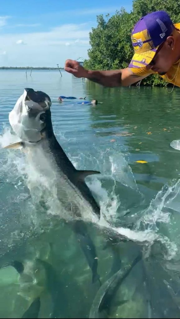 tarpon